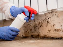 Best Black Mold Removal in La Center, WA